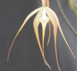 Brassavola cucullata